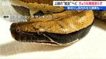 ホームセンターから姿を消した全長1m超のヘビ　警察・店舗の捜索続くも発見には至らず　新潟・上越市　　|　新潟のニュース・天気｜BSN NEWS｜BSN新潟放送
