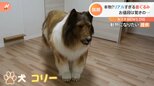 お値段は車一台分 リアルすぎる“犬”【Nスタ】|TBS NEWS DIG