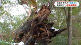 台風で折れた弥生杉へのルートが通れるように 屋久島・白谷雲水峡 | 鹿児島のニュース|MBC NEWS|南日本放送
