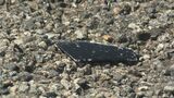国道で右折のタクシーと衝突 オートバイの男性(27)が意識不明の重体|TBS NEWS DIG