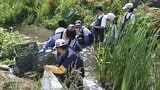 “地球上で最悪の侵略的植物” 特定外来生物の水草=ナガエツルノゲイトウ 地元の高校生が参加して防除作業【岡山】 | 岡山・香川のニュース | 天気 | RSK山陽放送