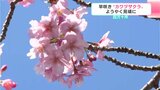早咲きの“カワヅザクラ”ようやく見ごろに 高知県四万十市 | 高知のニュース・天気|KUTV NEWS | KUTVテレビ高知