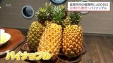 台湾・台南市から延岡市の保育所などにパイナップルのプレゼント　去年12月に「友好交流協定」締結　|　MRTニュース ｜ ＭＲＴ宮崎放送