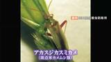 「カメムシ大量発生」の予想で岡山県は5年ぶりの注意報発表 稲穂の養分を吸い取り品質低下に | 岡山・香川のニュース | 天気 | RSK山陽放送