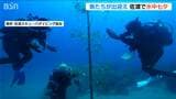 海底24mにある笹に短冊を飾り付け 願い事を… コブダイたちもお出迎え“水中七夕” 新潟・佐渡市|TBS NEWS DIG