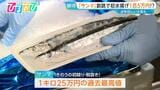 「サンマ」初競り 1キロ25万円!サイズ“大きめ”今後の水揚げの見通しは?【ひるおび】|TBS NEWS DIG