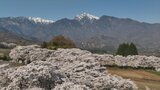 圧巻!200本のソメイヨシノが作る桜のトンネル 眞原桜並木が今満開 山梨・北杜市 | 山梨のニュース | UTYテレビ山梨