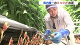 広島県内で唯一の生産地･大崎上島　ミョウガ出荷始まる　|　RCC NEWS | 広島ニュース | RCC中国放送