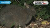 世界遺産登録1年 自然保護 クロウサギ事故死、最多 課題は多く… | 鹿児島のニュース|MBC NEWS|南日本放送