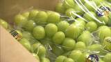 皮ごと食べられるシャインマスカット 岡山県産の初出荷は関東と関西へ【岡山】|TBS NEWS DIG