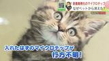 義務付けのペットへのマイクロチップ 入れたはずなのに反応しないのはなぜ?マイクロチップはどこへ?徹底調査 | 北海道のニュース|HBC北海道放送