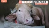 話題の水牛「名前はドナルド・トランプです」 特徴的な毛並みがあの髪型にそっくり!?バングラデシュ|TBS NEWS DIG
