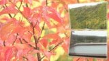 紅葉シーズン到来 この秋の紅葉進捗状況と注意点 岩手|TBS NEWS DIG