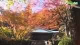 「染まる、ふるさと愛媛」 西条市の“もみじ寺”・西山興隆寺 | 愛媛のニュース - Nスタえひめ|あいテレビは6チャンネル