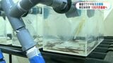 完全養殖ウナギ稚魚100万匹生産へ　沖永良部島に新日本科学が新施設|TBS NEWS DIG