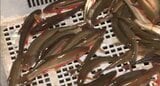 産卵の時期迎えた川魚「ウグイ」漁が始まる…安曇野市・犀川で伝統の漁…川の本流から水を引き、網を打つ場所に人工的な産卵場所を作って魚をおびき寄せる | SBC NEWS | 長野のニュース | SBC信越放送