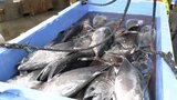 今季最多201本のメジマグロ(クロマグロの幼魚)水揚げに浜が活気づく 岩手・大船渡市|TBS NEWS DIG