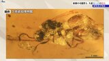 岩手県久慈市で後期白亜紀のシリボソクロバチ類の化石発見 新種の可能性あり|TBS NEWS DIG