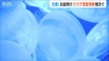 「安易に触らないで!」新潟県内で“強い毒性のクラゲ”漂着相次ぐ アナフィラキシーショックで死に至る場合も…|TBS NEWS DIG