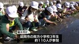 延岡市特産「空飛ぶ新玉ネギ」　地元の小学生が苗の植え付けを体験　|　MRTニュース ｜ ＭＲＴ宮崎放送