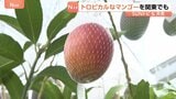 「甘い!！トロットロですね!」関東で栽培されているマンゴー　“ボックス栽培”がポイント　甘みが強いマンゴーに　茨城・小美玉市【SUNトピ】|TBS NEWS DIG