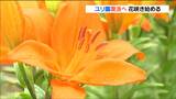閉園から5年ユリ園復活へ 5400株が咲き始め見ごろ迎える 宮城・栗原市 | 宮城のニュース│tbc NEWS│tbc東北放送