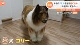 お値段は車一台分 リアルすぎる“犬”【Nスタ】|TBS NEWS DIG
