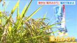 早くも稲刈り「徹底した水の管理で一生懸命作りました」極早生品種『葉月みのり』 新潟・柏崎市|TBS NEWS DIG