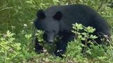 温泉旅行中の夫婦が10分間で3頭のクマに遭遇　「よだれを垂らして、ハーハー息の切れた感じ」軽々と木に登る様子も|TBS NEWS DIG