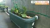 県庁舎に「緑のカーテン」 ゴーヤの苗ベランダに設置 大分 | 大分のニュース|OBS NEWS|大分放送