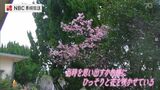 子どもたちはいなくなっても咲き続ける 五島市黄島の小中学校跡地に咲くカンザクラ | 長崎のニュース | 天気 | NBC長崎放送