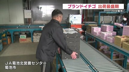 1粒80g500円！「糖蜜使用のこだわりいちご」出荷最盛期 熊本JA菊池