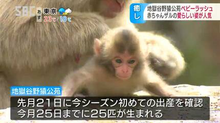 愛らしいしぐさが間近に スノーモンキーで知られる地獄谷野猿公苑で