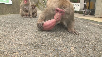 新リーダーは還暦オスザルのナルト「頭の毛が渦巻いててかわいい」高崎