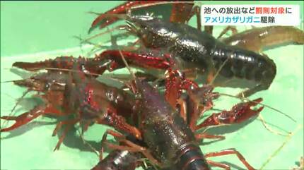 ザリガニ様 リクエスト 5点 まとめ商品 ザリガニ様 リクエスト 5点 まとめ商品 アメリカザリガニ様 リクエスト