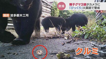 激撮！親子グマ3頭が木工所のカメラにくっきり…「サファリパークだっ