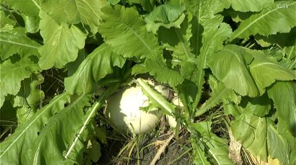 シャキシャキで甘い！冬の伝統野菜“弘岡かぶ”の収穫始まる「今年は台風