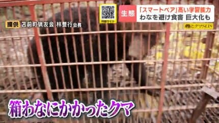 クマ嵐】牛66頭を襲ったOSO18の恐怖再び…わなを学び捕獲から逃れる
