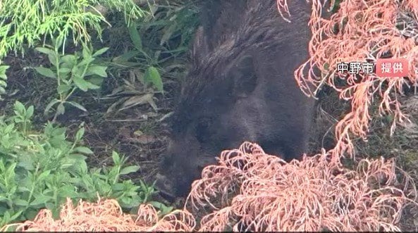 麻酔銃で撃たれた後に国道を横断、動き回り…【イノシシが住宅街に出没】住民もビックリ「まさかこんなところで…」その後捕獲…体長1メートルほどの成獣とみられる　|　SBC NEWS | 長野のニュース | SBC信越放送