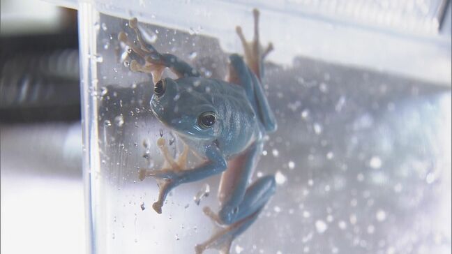 幸せを呼ぶ⁉ “青い”カエル 田んぼの近くで偶然見つけた男性が鳥羽水族館に寄贈 ｢多くの人に見てもらいたい」 三重|TBS NEWS DIG