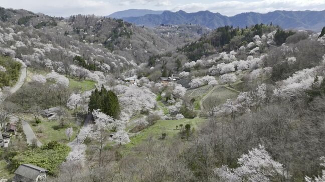 山あいに隠れた桜の名所「桜仙峡」「小鳥が作った桜の郷」とも呼ばれるワケは? 長野・池田町|TBS NEWS DIG