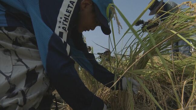 小学生が稲刈り体験 コシヒカリの出来上々「ぬか漬けと一緒に食べたい」地域の人たちと交流深める 三重･紀宝町|TBS NEWS DIG