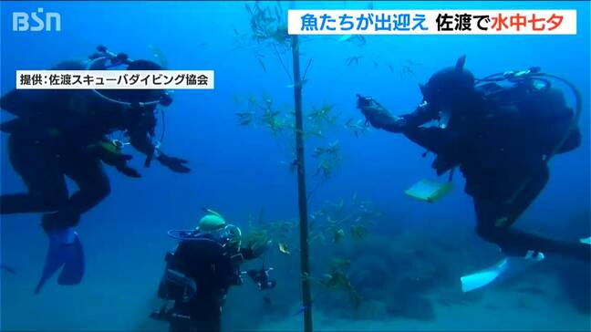 海底24mにある笹に短冊を飾り付け 願い事を…　コブダイたちもお出迎え“水中七夕”　新潟・佐渡市|TBS NEWS DIG