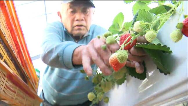 「ケーキで味わってもらえたら最高」クリスマスケーキ用のブランド『米山いちご』の収穫　大粒で甘い　宮城・登米市|TBS NEWS DIG