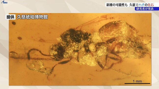 岩手県久慈市で後期白亜紀のシリボソクロバチ類の化石発見　新種の可能性あり|TBS NEWS DIG