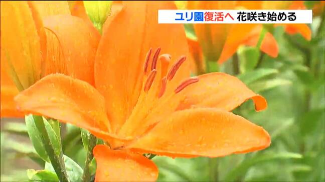 閉園から5年ユリ園復活へ 5400株が咲き始め見ごろ迎える 宮城・栗原市|TBS NEWS DIG