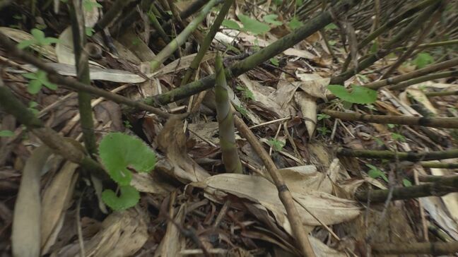 ご注意！ネマガリダケ採り遭難　今シーズンも発生　夢中になっていると…深い笹やぶで道に迷うケースが多く　長野|TBS NEWS DIG