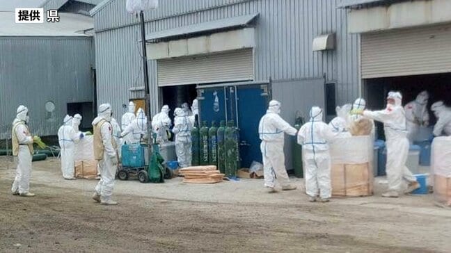 鳥インフルエンザ22万羽超を殺処分　民間事業者や県外獣医師も協力、全体の40％が終了　岩手・金ケ崎町|TBS NEWS DIG