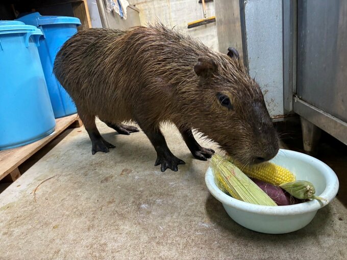 脱走カピバラの「ちょむすけ」お縄　園内で職員に見つかり捕獲される　|　沖縄のニュース｜RBC 琉球放送