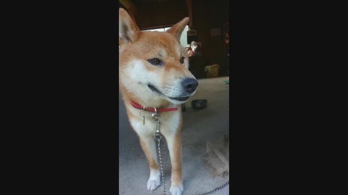 愛犬はなぜ死んだのか…飼い犬4匹連続不審死から1年　専門機関に亡骸を送るも…いまだ死因特定に至らず　飼い主は…「早く知りたい、それだけ」|TBS NEWS DIG